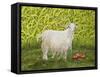 Alan's Goat-Ditz-Framed Stretched Canvas