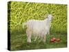 Alan's Goat-Ditz-Stretched Canvas