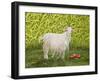 Alan's Goat-Ditz-Framed Giclee Print