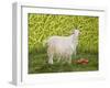Alan's Goat-Ditz-Framed Giclee Print