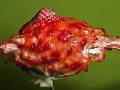 Just the Print