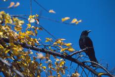 Crow-Alan Sirulnikoff-Framed Photographic Print