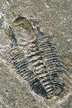 Burgess Shale Fossil Quarry-Alan Sirulnikoff-Framed Photographic Print