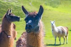 Close up of a Llama-Alanbrito-Framed Photographic Print