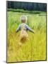 Alaska, 2 Year Old Child Playing in Tall Grass, Summertime-Savanah Stewart-Mounted Photographic Print