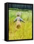 Alaska, 2 Year Old Child Playing in Tall Grass, Summertime-Savanah Stewart-Framed Stretched Canvas