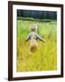 Alaska, 2 Year Old Child Playing in Tall Grass, Summertime-Savanah Stewart-Framed Photographic Print