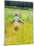 Alaska, 2 Year Old Child Playing in Tall Grass, Summertime-Savanah Stewart-Mounted Photographic Print