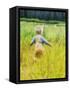 Alaska, 2 Year Old Child Playing in Tall Grass, Summertime-Savanah Stewart-Framed Stretched Canvas