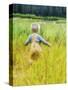 Alaska, 2 Year Old Child Playing in Tall Grass, Summertime-Savanah Stewart-Stretched Canvas