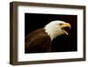 Alaska. Bald Eagle Portrait-David Slater-Framed Photographic Print