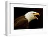 Alaska. Bald Eagle Portrait-David Slater-Framed Photographic Print