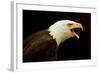 Alaska. Bald Eagle Portrait-David Slater-Framed Photographic Print