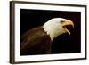 Alaska. Bald Eagle Portrait-David Slater-Framed Photographic Print