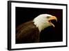 Alaska. Bald Eagle Portrait-David Slater-Framed Photographic Print