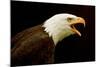 Alaska. Bald Eagle Portrait-David Slater-Mounted Photographic Print