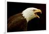 Alaska. Bald Eagle Portrait-David Slater-Framed Photographic Print