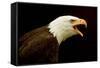 Alaska. Bald Eagle Portrait-David Slater-Framed Stretched Canvas