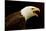 Alaska. Bald Eagle Portrait-David Slater-Stretched Canvas