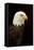 Alaska. Bald Eagle Portrait-David Slater-Framed Stretched Canvas