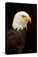 Alaska. Bald Eagle Portrait-David Slater-Stretched Canvas