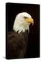 Alaska. Bald Eagle Portrait-David Slater-Stretched Canvas