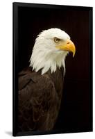 Alaska. Bald Eagle Portrait-David Slater-Framed Photographic Print