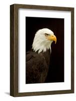 Alaska. Bald Eagle Portrait-David Slater-Framed Photographic Print