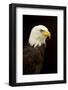 Alaska. Bald Eagle Portrait-David Slater-Framed Photographic Print