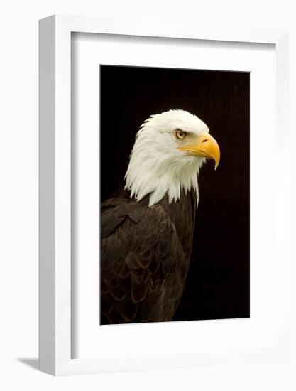 Alaska. Bald Eagle Portrait-David Slater-Framed Photographic Print