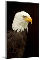 Alaska. Bald Eagle Portrait-David Slater-Mounted Photographic Print