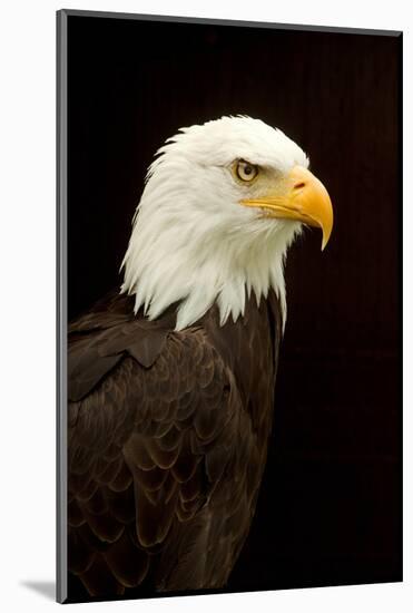 Alaska. Bald Eagle Portrait-David Slater-Mounted Photographic Print