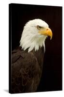 Alaska. Bald Eagle Portrait-David Slater-Stretched Canvas