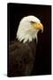 Alaska. Bald Eagle Portrait-David Slater-Stretched Canvas