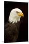 Alaska. Bald Eagle Portrait-David Slater-Stretched Canvas