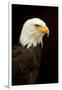 Alaska. Bald Eagle Portrait-David Slater-Framed Premium Photographic Print
