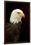 Alaska. Bald Eagle Portrait-David Slater-Framed Premium Photographic Print