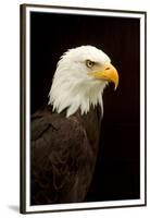 Alaska. Bald Eagle Portrait-David Slater-Framed Premium Photographic Print