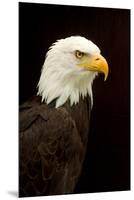 Alaska. Bald Eagle Portrait-David Slater-Mounted Premium Photographic Print