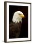 Alaska. Bald Eagle Portrait-David Slater-Framed Photographic Print