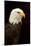 Alaska. Bald Eagle Portrait-David Slater-Mounted Photographic Print