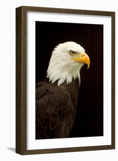 Alaska. Bald Eagle Portrait-David Slater-Framed Photographic Print