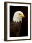 Alaska. Bald Eagle Portrait-David Slater-Framed Photographic Print