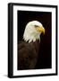 Alaska. Bald Eagle Portrait-David Slater-Framed Photographic Print