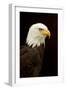 Alaska. Bald Eagle Portrait-David Slater-Framed Photographic Print