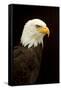 Alaska. Bald Eagle Portrait-David Slater-Framed Stretched Canvas