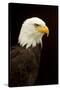 Alaska. Bald Eagle Portrait-David Slater-Stretched Canvas