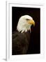 Alaska. Bald Eagle Portrait-David Slater-Framed Photographic Print