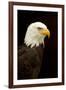 Alaska. Bald Eagle Portrait-David Slater-Framed Photographic Print