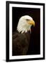 Alaska. Bald Eagle Portrait-David Slater-Framed Photographic Print